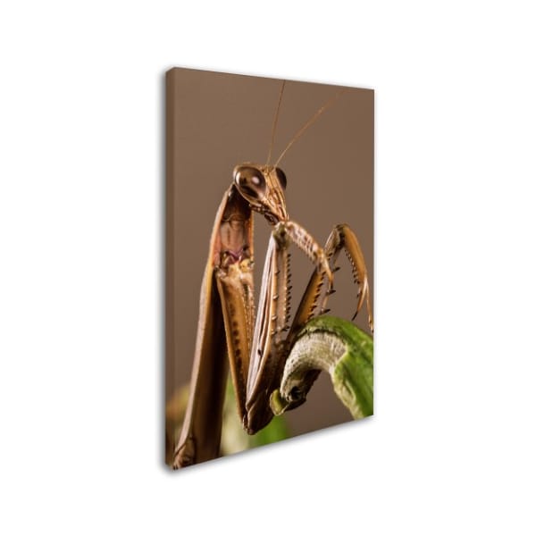 Jason Shaffer 'Praying Mantis & Pepper' Canvas Art,12x19